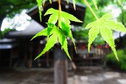 resize11330